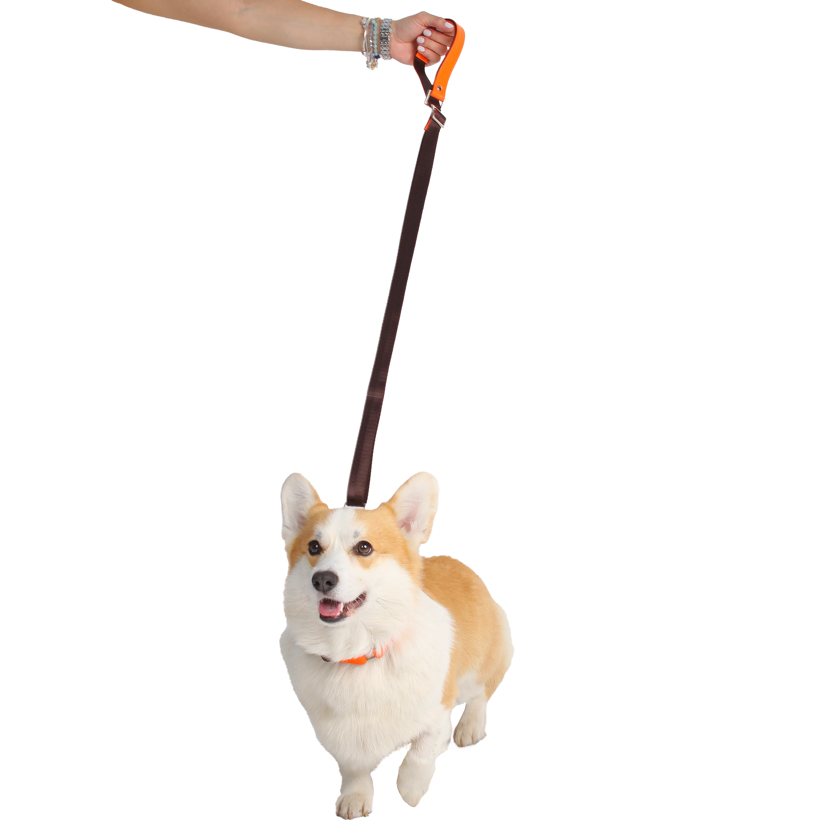 Pet Leash