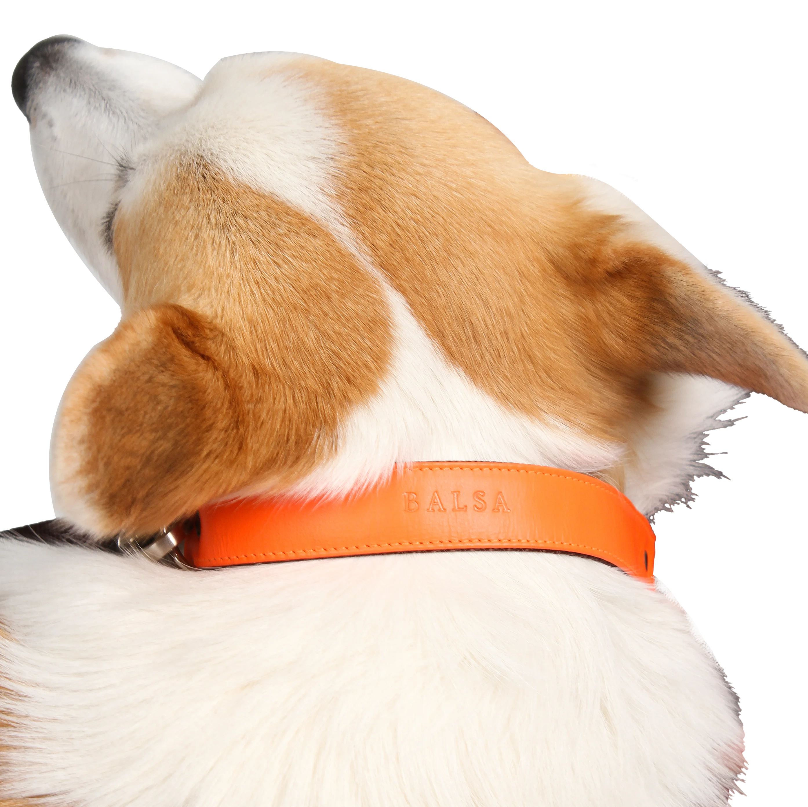 Pet Collar